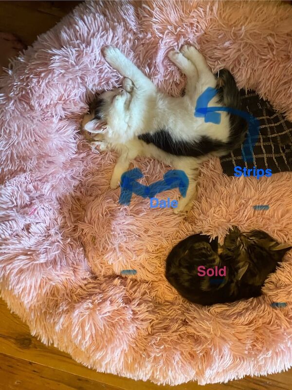 British Shorthair kittens for sale in Dagenham, Greater London – 8 weeks old