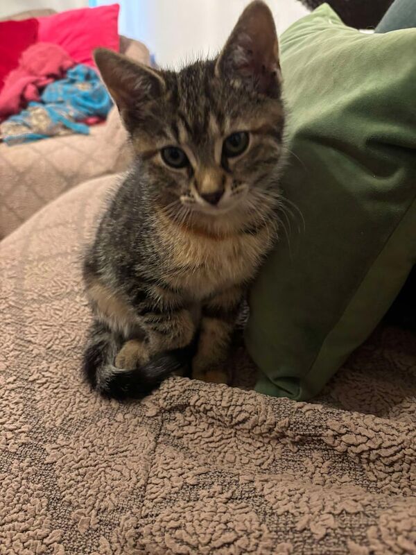 3 kittens 10 weeks old for sale in Acton, Greater London