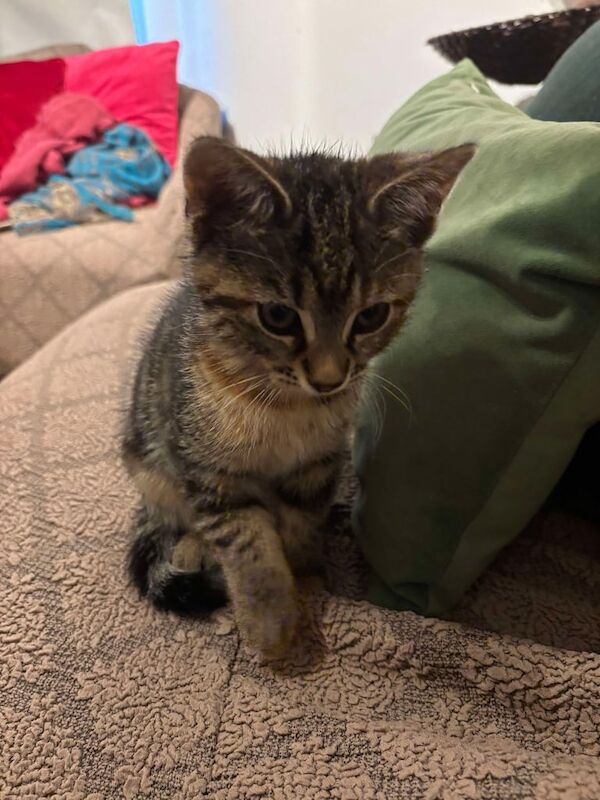 3 kittens 10 weeks old for sale in Acton, Greater London | Image 2