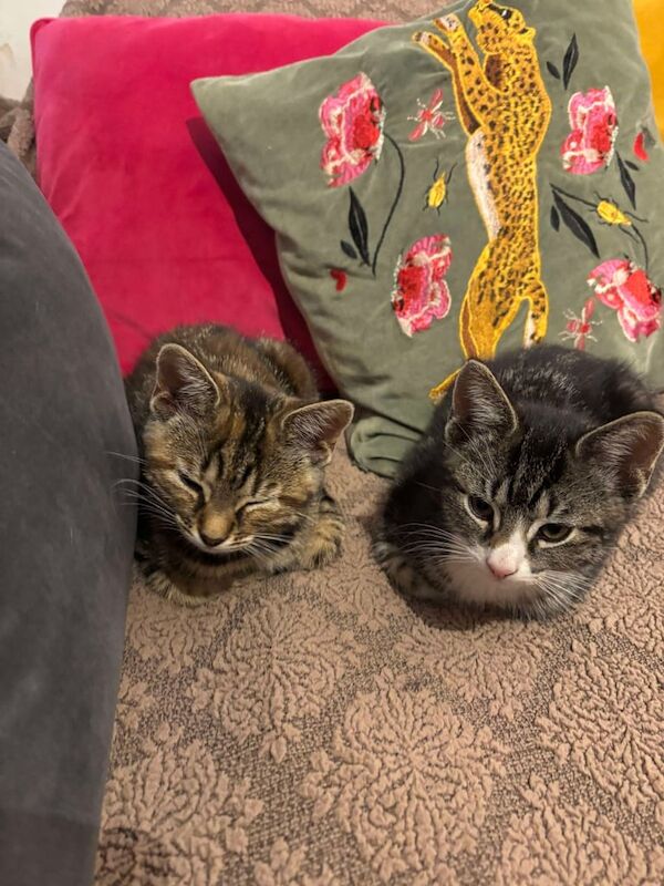 3 kittens 10 weeks old for sale in Acton, Greater London | Image 3