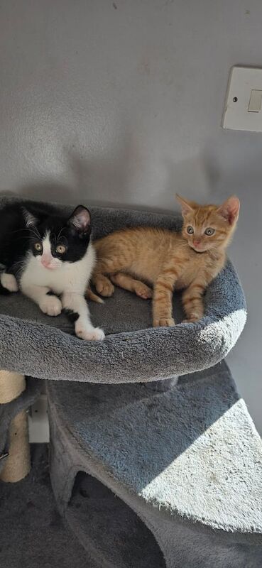British Shorthair kittens for sale in Houghton-le-Spring, Tyne and Wear – 9 weeks old