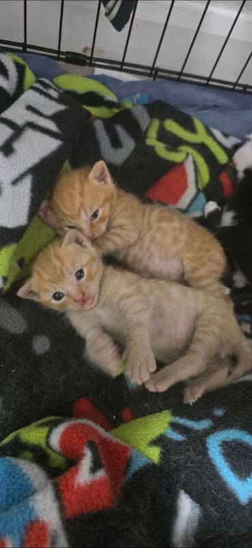 British Shorthair kittens for sale in Houghton-le-Spring, Tyne and Wear – 9 weeks old - Image 2 of 3