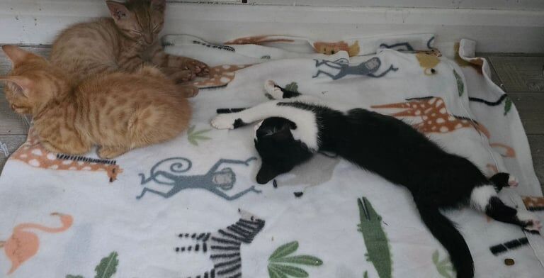 British Shorthair kittens for sale in Houghton-le-Spring, Tyne and Wear – 9 weeks old - Image 3 of 3