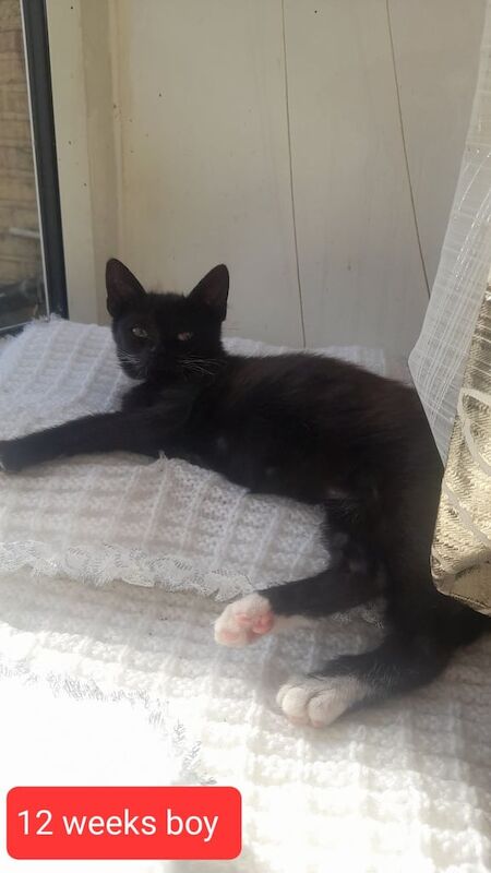 British Shorthair kittens for sale in Bradford, West Yorkshire – 3 months old - Image 2 of 3
