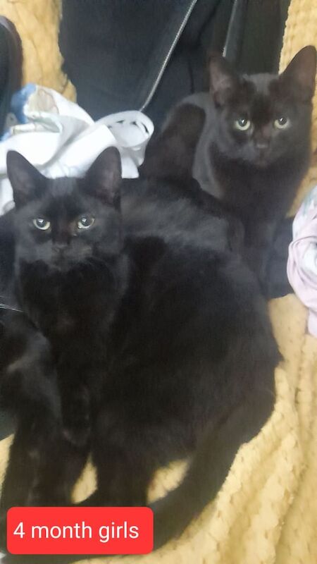 British Shorthair kittens for sale in Bradford, West Yorkshire – 3 months old - Image 3 of 3