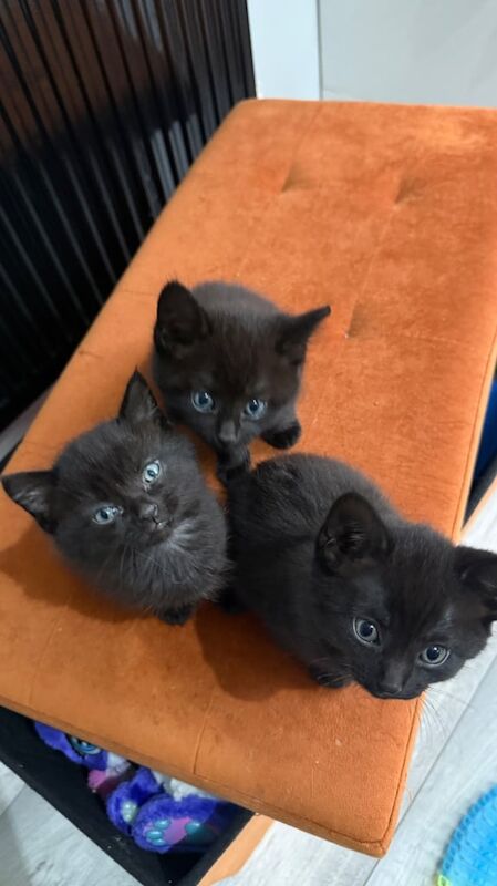British Shorthair kittens for sale in Exeter, Devon – 8 weeks old