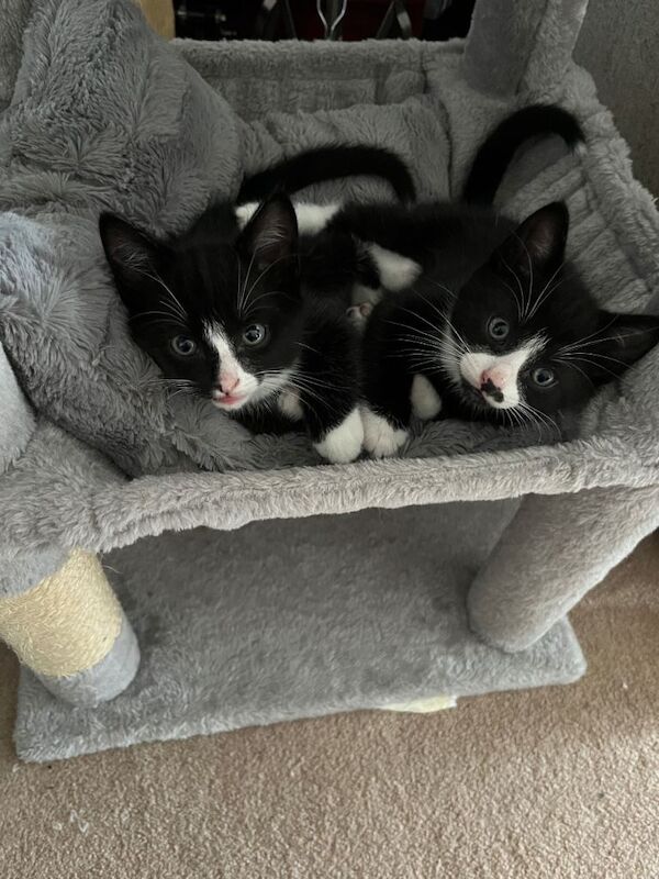 British Shorthair kittens for sale in Ash, Kent – 8 weeks old