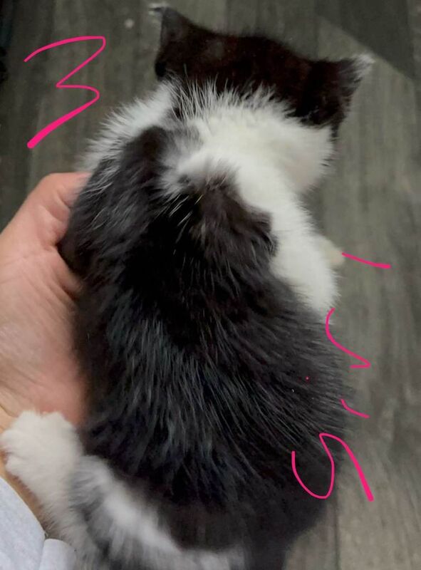 3 kittens