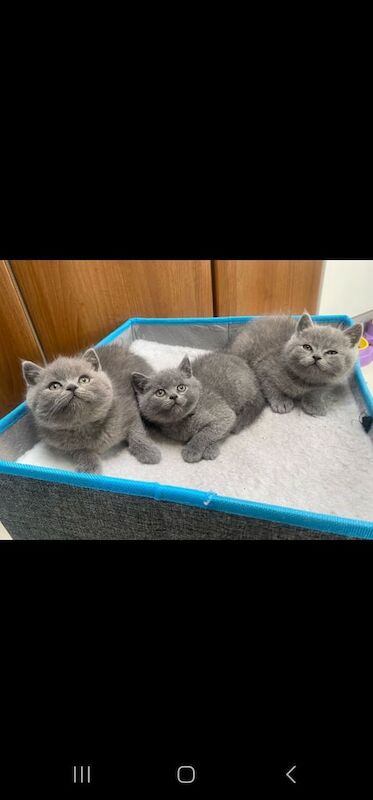 3 kittens british shorthair/scotishfold for sale in Swindon, Wiltshire