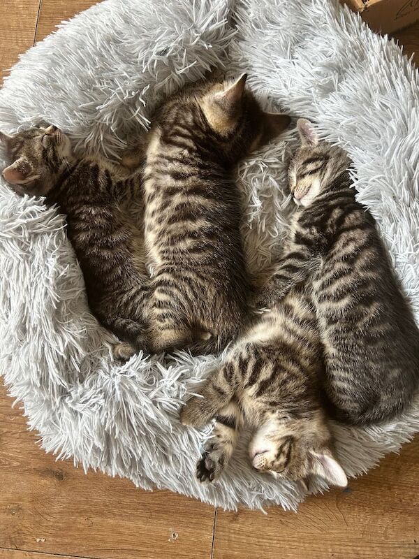3 kittens for sale in Carshalton, Greater London