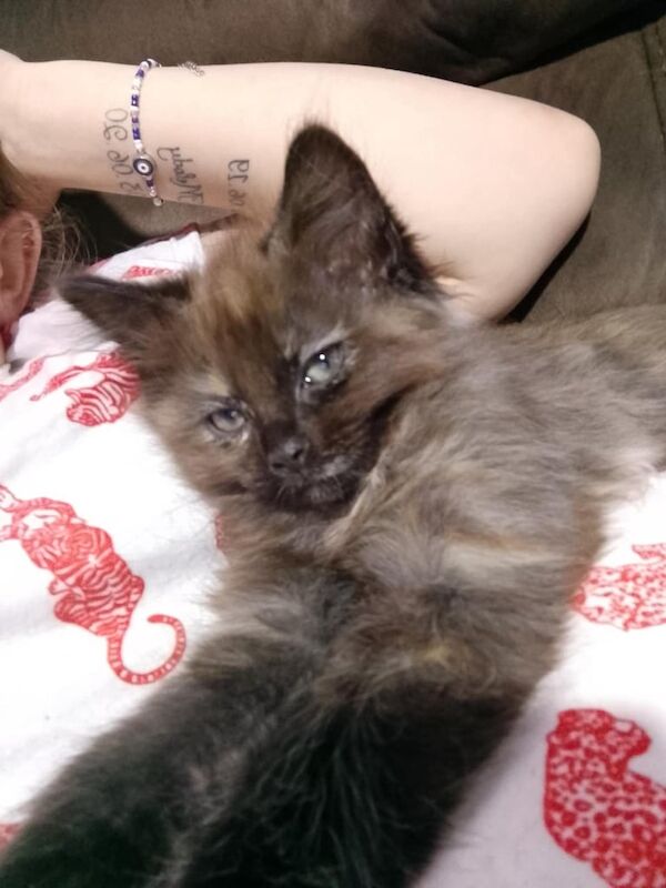 3 kittens for sale in Milford Haven / Aberdaugleddau, Dyfed