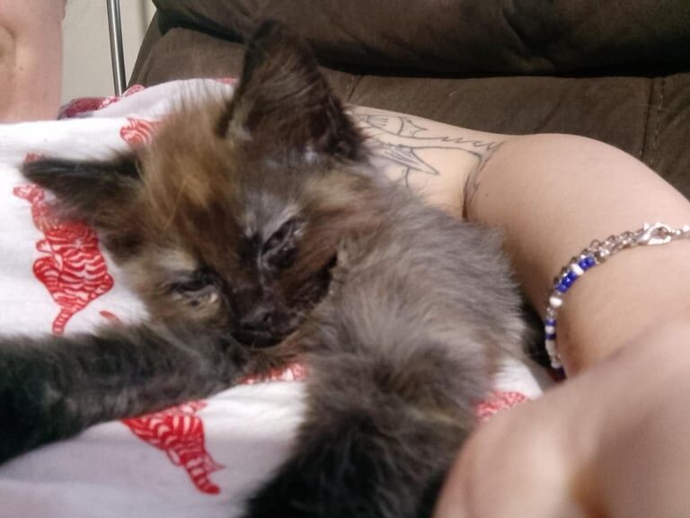 3 kittens for sale in Milford Haven / Aberdaugleddau, Dyfed | Image 2