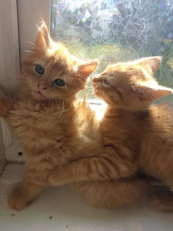 3 kittens for sale in Milford Haven / Aberdaugleddau, Dyfed | Image 3