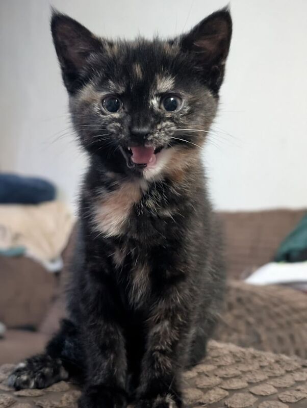British Shorthair kittens for sale in Shipley, West Yorkshire – 9 weeks old