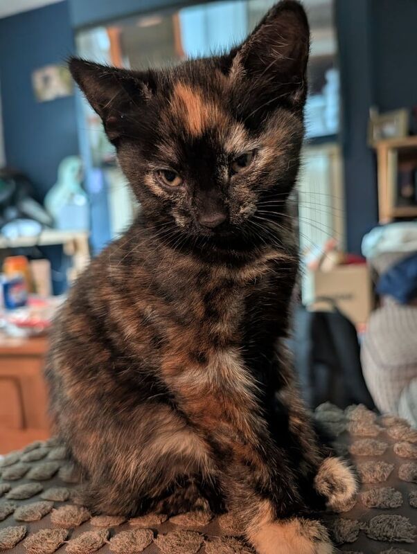 British Shorthair kittens for sale in Shipley, West Yorkshire – 9 weeks old - Image 2 of 3