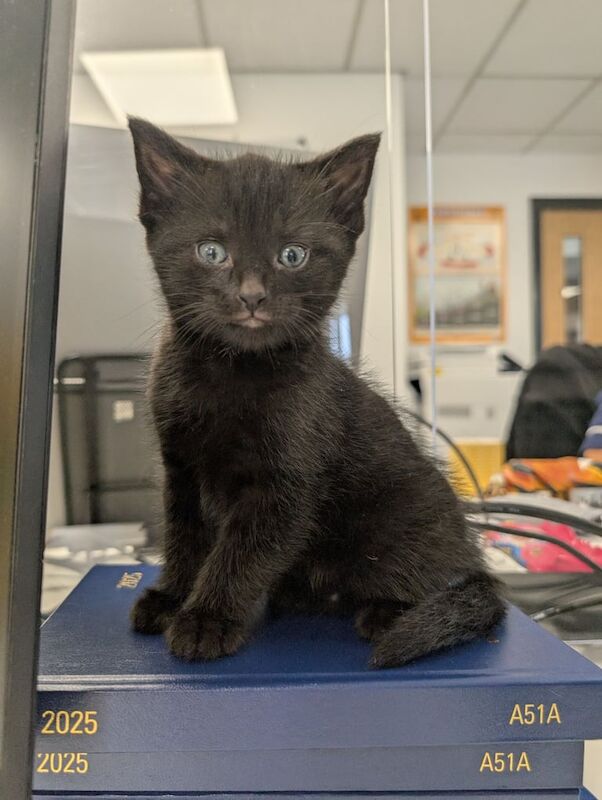 British Shorthair kittens for sale in Shipley, West Yorkshire – 9 weeks old - Image 3 of 3