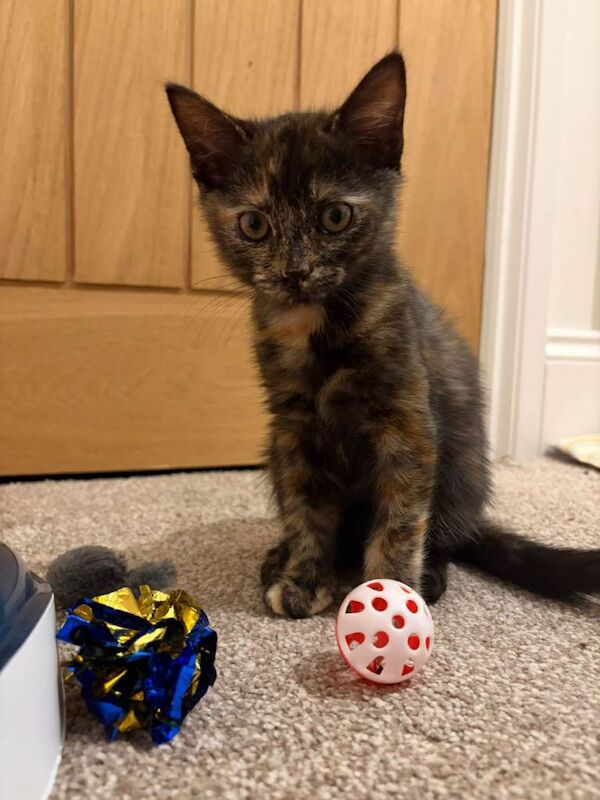 British Shorthair kittens for sale in Sidcup, London β 11 weeks old