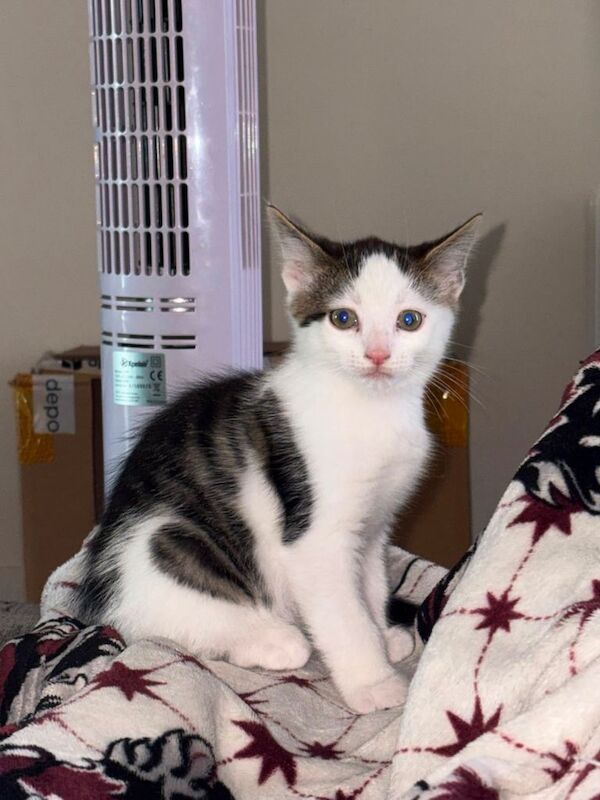 3 kittens for sale