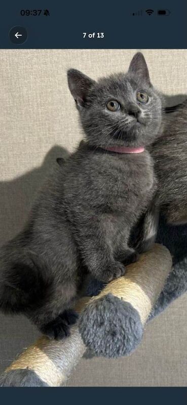 British Shorthair Kittens For Sale
