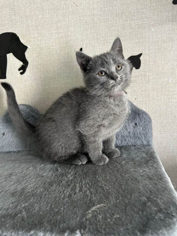 3 kittens for sale - Image 2 of 6