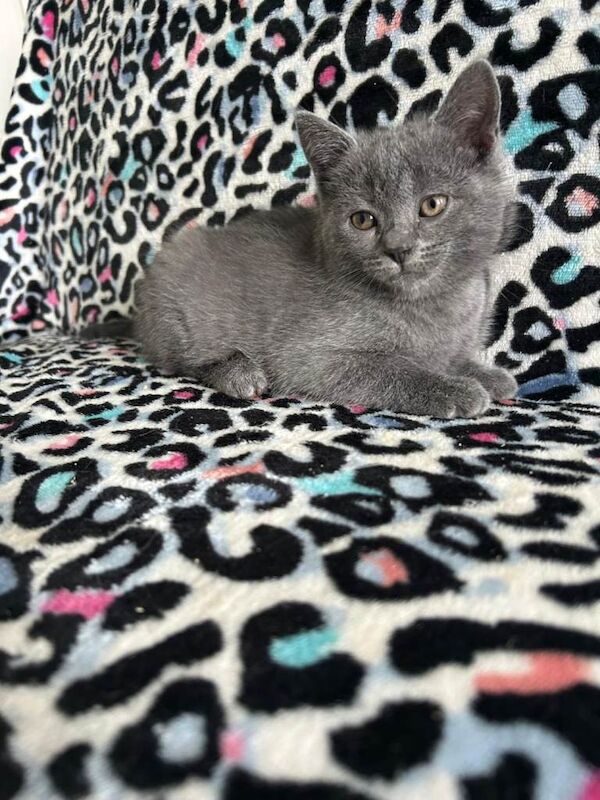 3 kittens for sale - Image 3 of 6