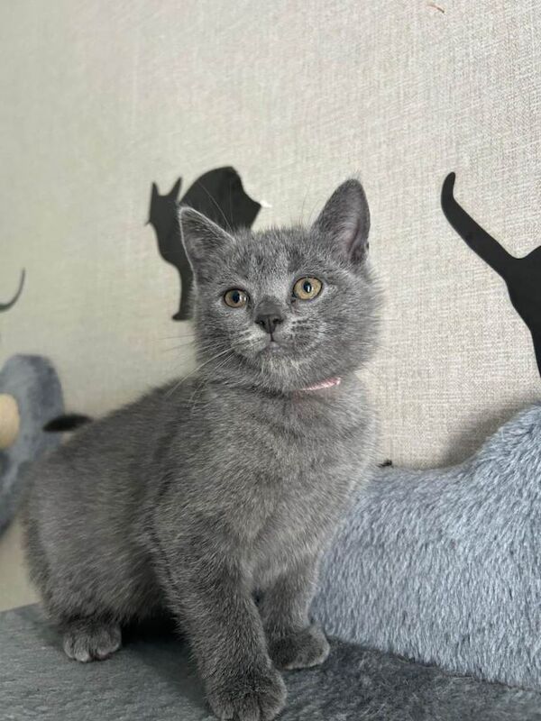 3 kittens for sale - Image 4 of 6