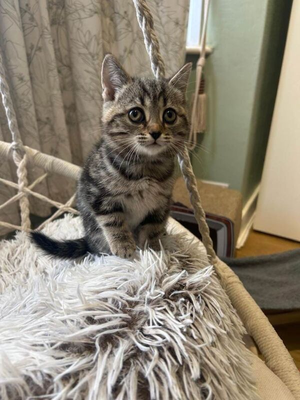 3 kittens for sale - Image 5 of 6