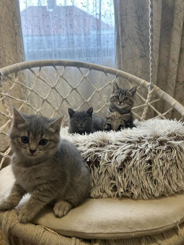 3 kittens for sale - Image 6 of 6