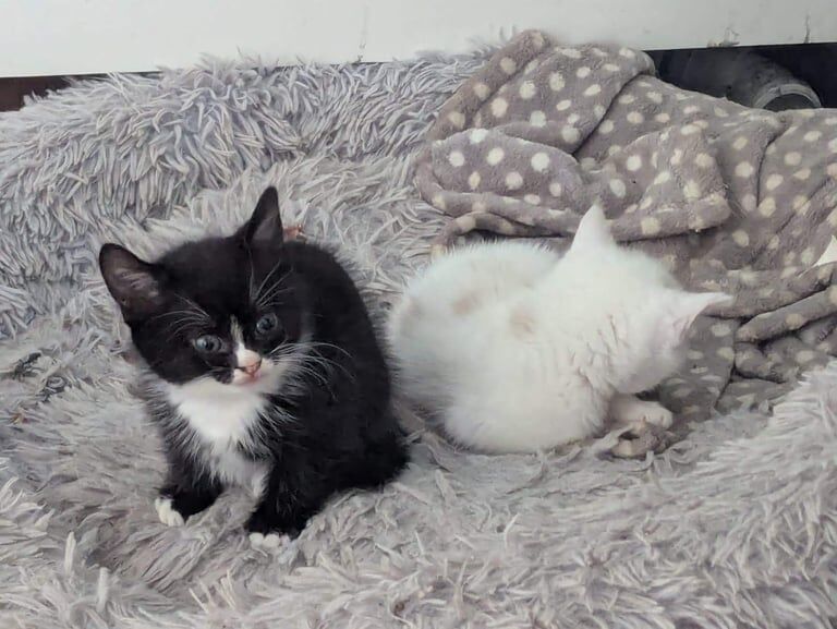 White British Shorthair kittens for sale in Edgbaston, West Midlands – 6 weeks old