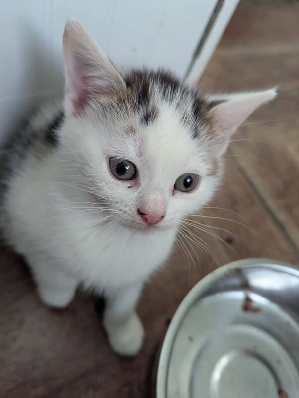 British Shorthair kittens for sale in Edgbaston, West Midlands – 6 weeks old - Image 2 of 6