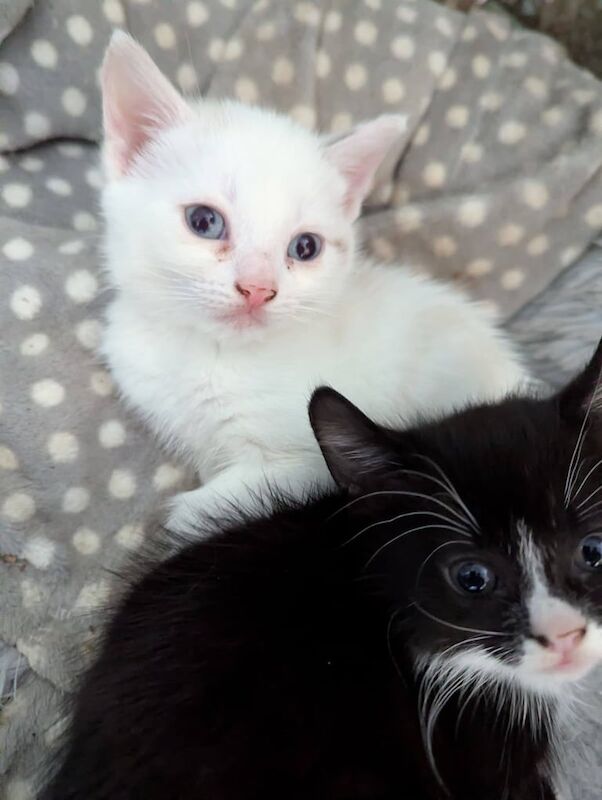 British Shorthair kittens for sale in Edgbaston, West Midlands – 6 weeks old - Image 3 of 6