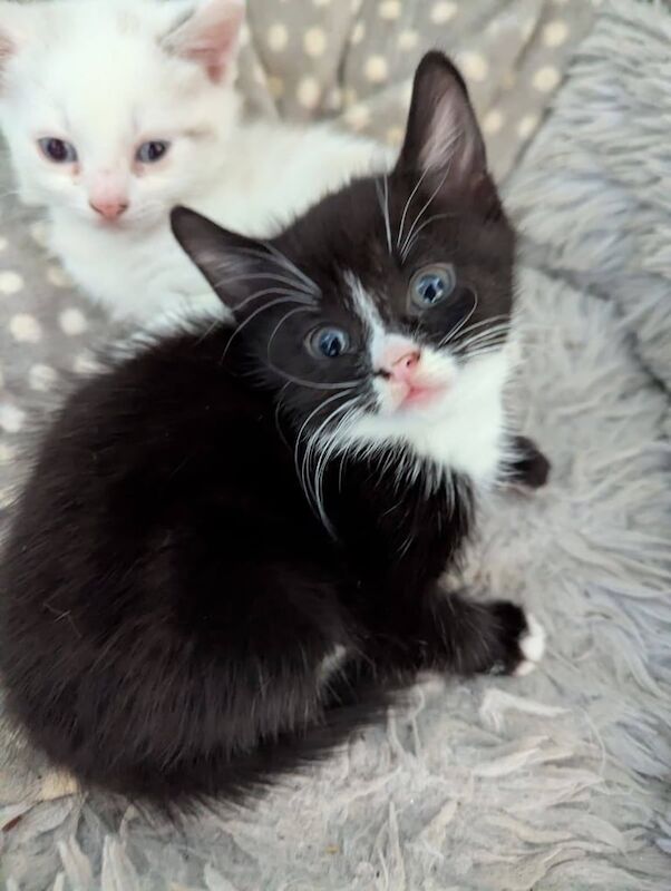 British Shorthair kittens for sale in Edgbaston, West Midlands – 6 weeks old - Image 4 of 6