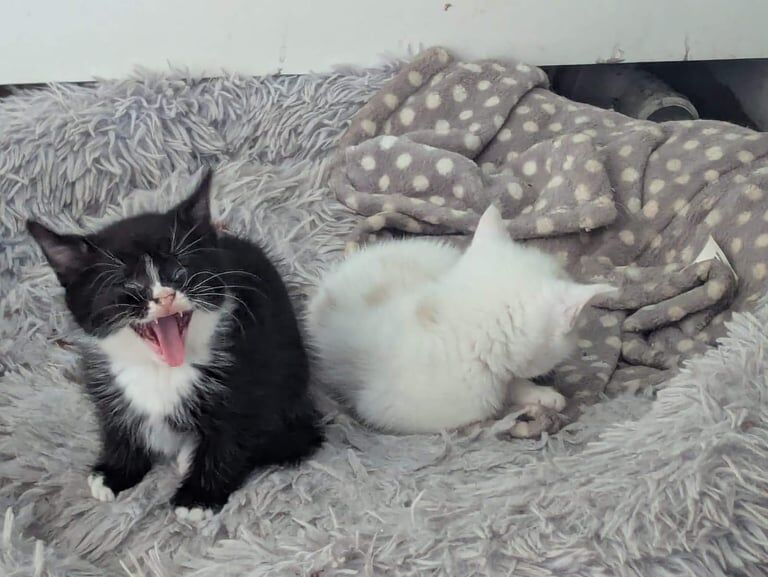 British Shorthair kittens for sale in Edgbaston, West Midlands – 6 weeks old - Image 5 of 6