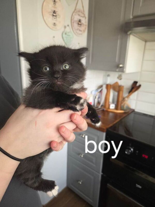 3 kittens for sale 6 weeks old