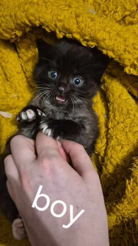 3 kittens for sale 6 weeks old - Image 2 of 5