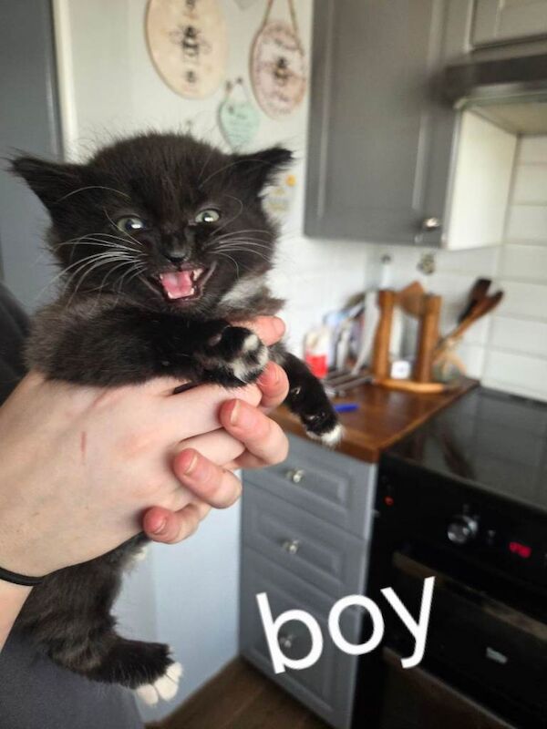 3 kittens for sale 6 weeks old - Image 3 of 5