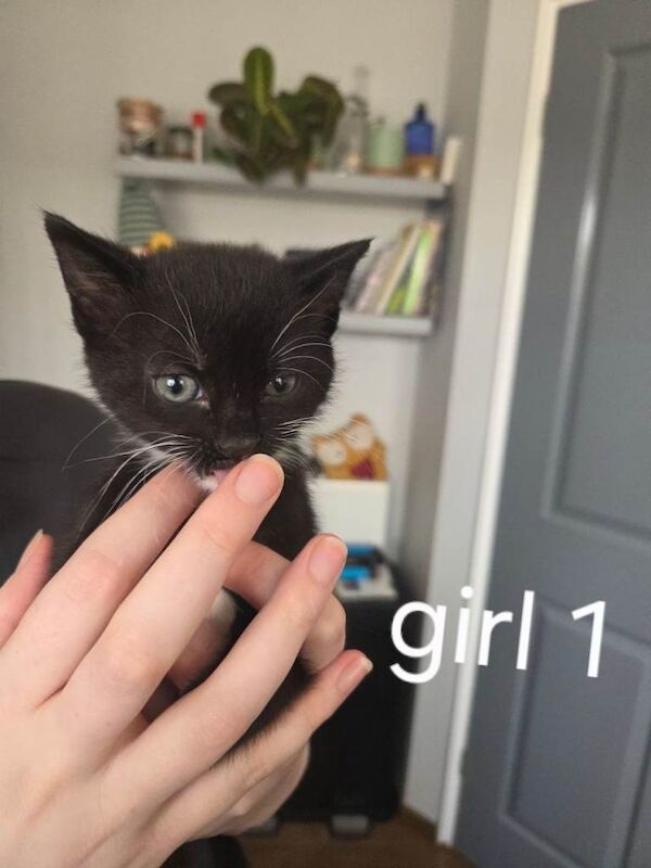 3 kittens for sale 6 weeks old - Image 4 of 5