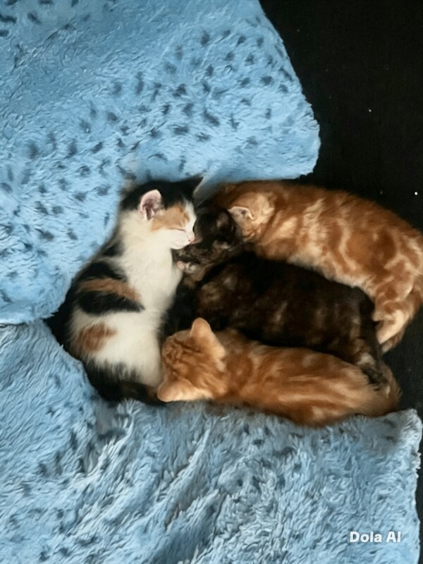 British Shorthair Kittens For Sale