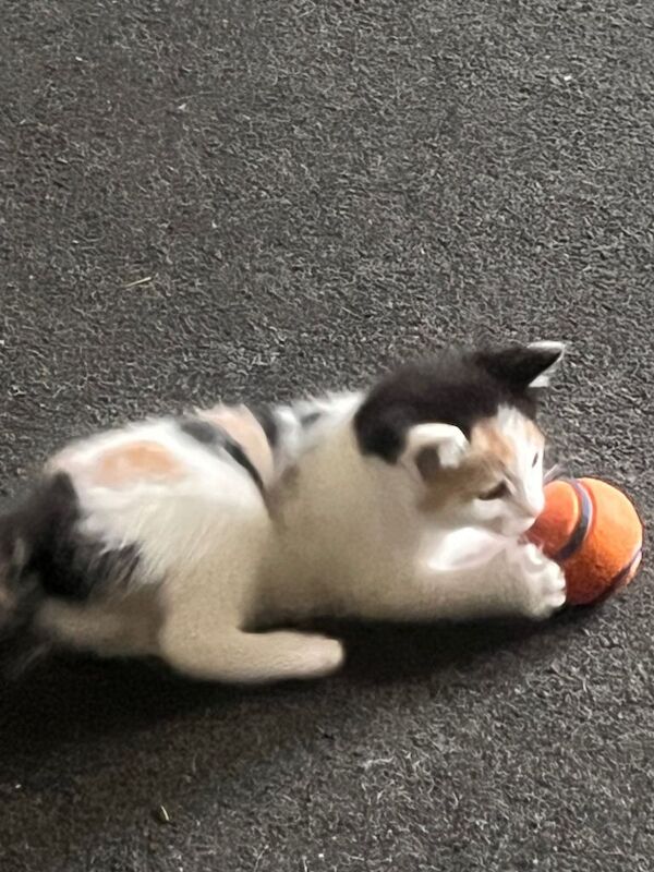 3 kittens for sale, ready to leave in 2 weeks - Image 2 of 5