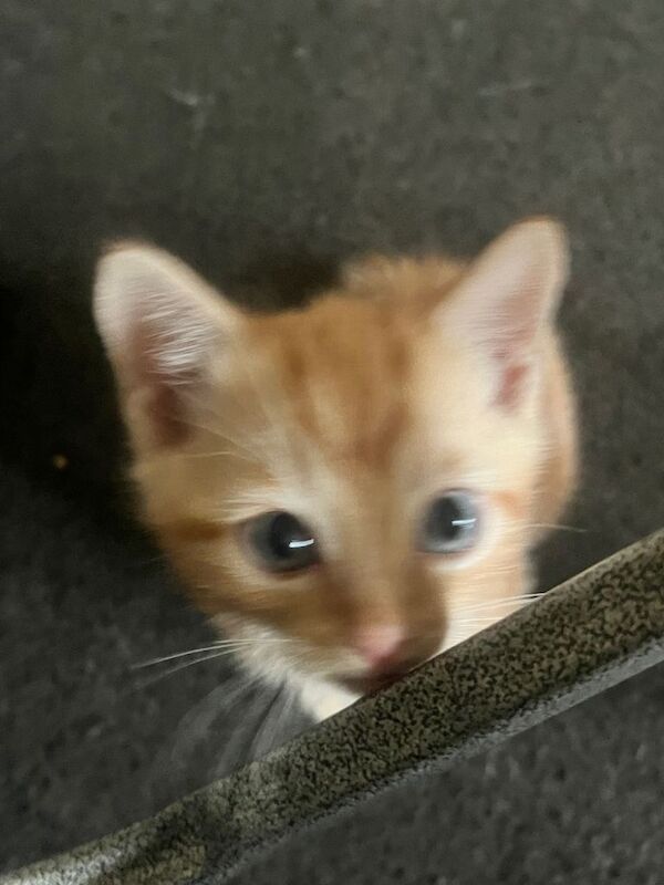 3 kittens for sale, ready to leave in 2 weeks - Image 3 of 5