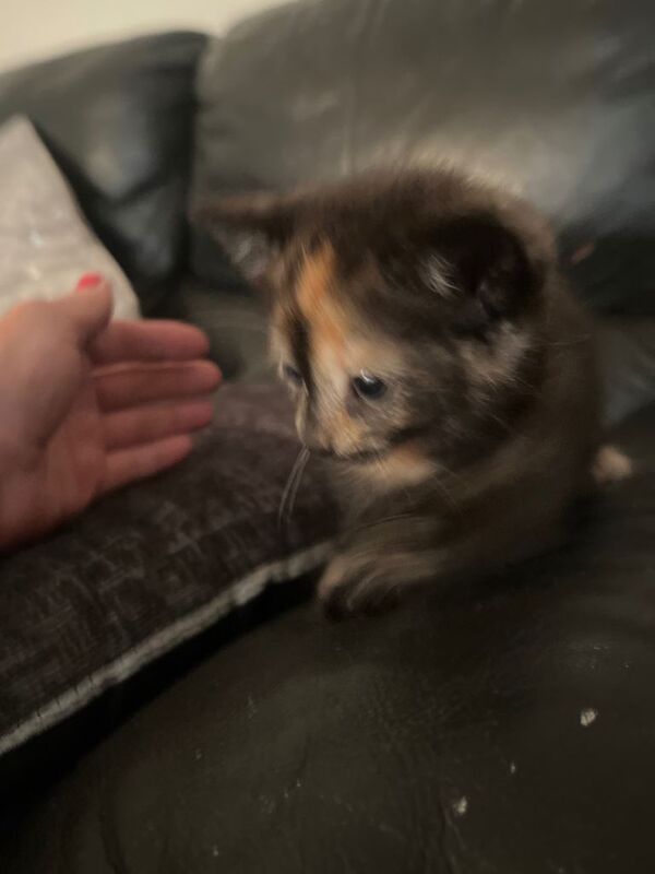 3 kittens for sale, ready to leave in 2 weeks - Image 4 of 5