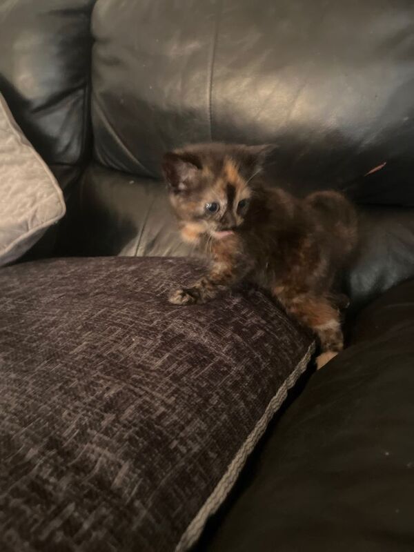3 kittens for sale, ready to leave in 2 weeks - Image 5 of 5