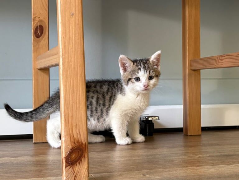 British Shorthair kittens for sale in Worcester Park, Greater London – 7 weeks old