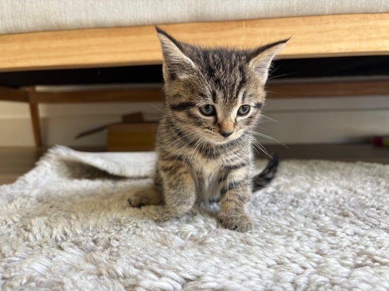 British Shorthair kittens for sale in Worcester Park, Greater London – 7 weeks old - Image 2 of 3