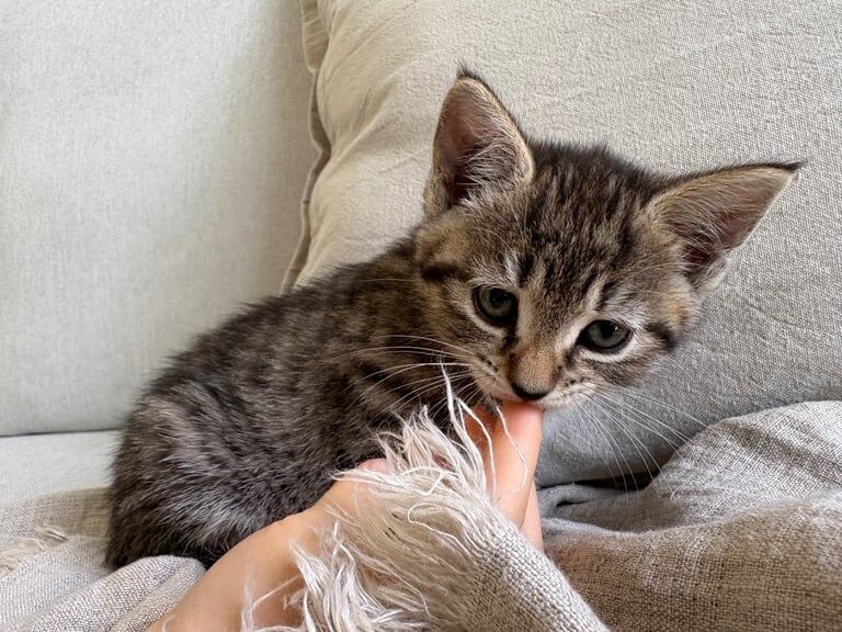 British Shorthair kittens for sale in Worcester Park, Greater London – 7 weeks old - Image 3 of 3