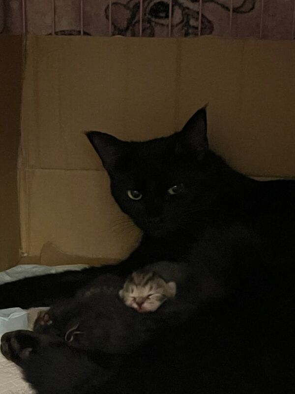 British Shorthair kittens for sale in Irvine, Ayrshire and Arran – 6 days old