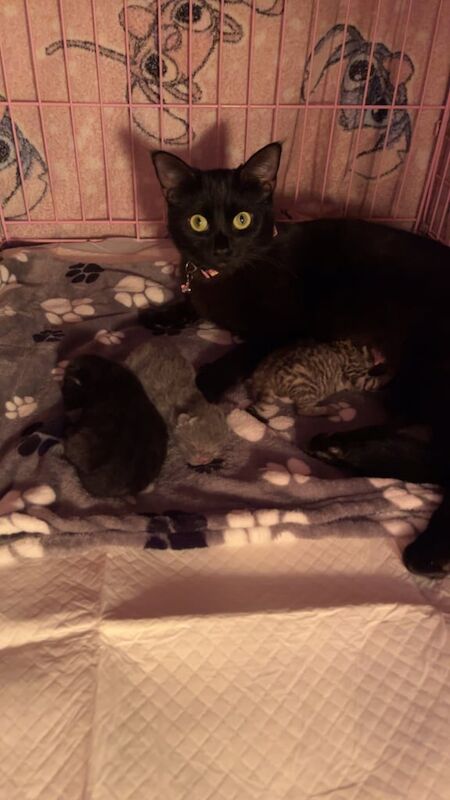 British Shorthair kittens for sale in Irvine, Ayrshire and Arran – 6 days old - Image 2 of 5