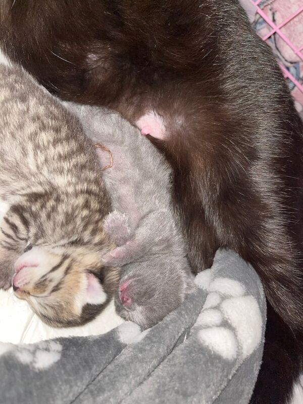 British Shorthair kittens for sale in Irvine, Ayrshire and Arran – 6 days old - Image 3 of 5