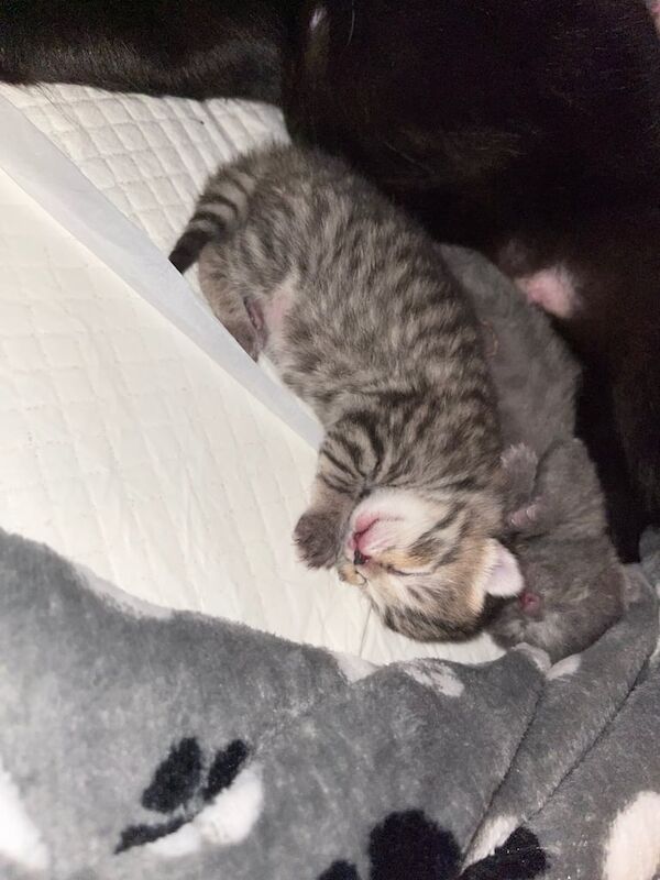 British Shorthair kittens for sale in Irvine, Ayrshire and Arran – 6 days old - Image 4 of 5