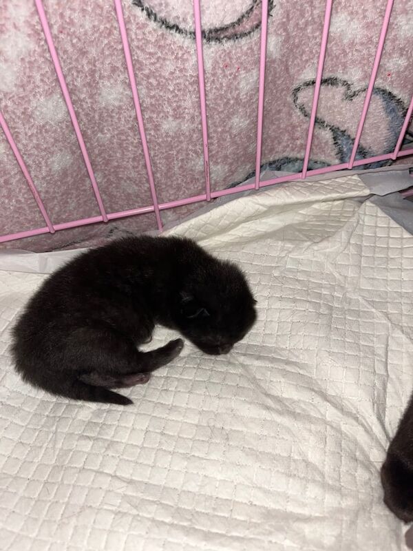 British Shorthair kittens for sale in Irvine, Ayrshire and Arran – 6 days old - Image 5 of 5